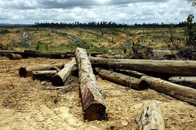 A portrait of deforestation in East Kalimantan, Indonesia