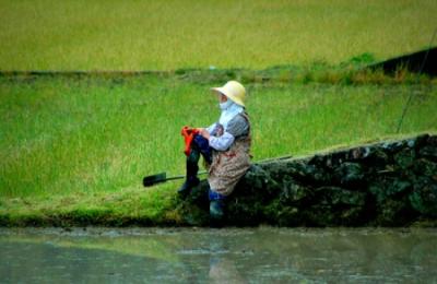 A Japanese farmer on the fields