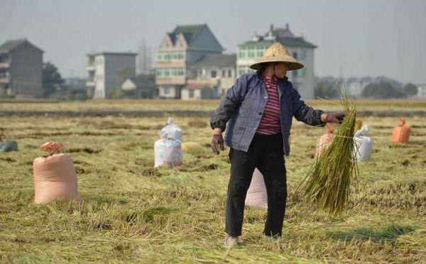 This picture taken on November 19, 2013 shows a farmer working in her rice field in the farming village of Gangzhong in China's eastern Zhejiang province. (Photo: AAP)