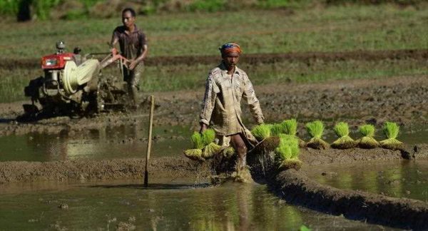 Indian farmers prepare their agricultural field for planting paddy seedlings on the outskirts of Guwahati city, India, 20 July 2014. (Photo: AAP)