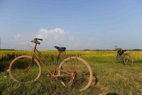 A bicycle stands in rice fields in Vietnam. (Photo: AAP).