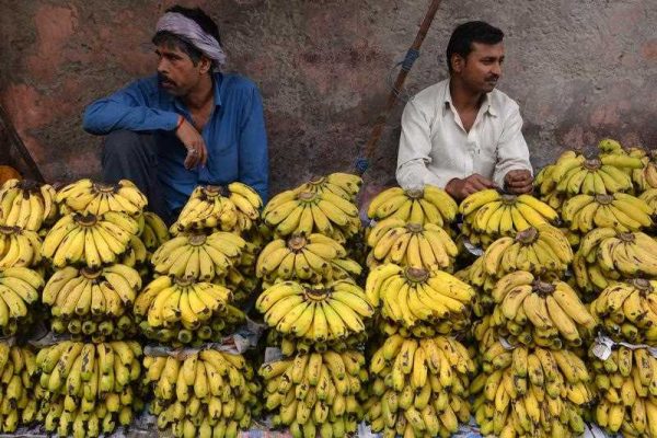 Indian fruit vendors wait for customers as they sell bananas on the roadside in Amritsar on 1 April 2015. (Photo: AAP)