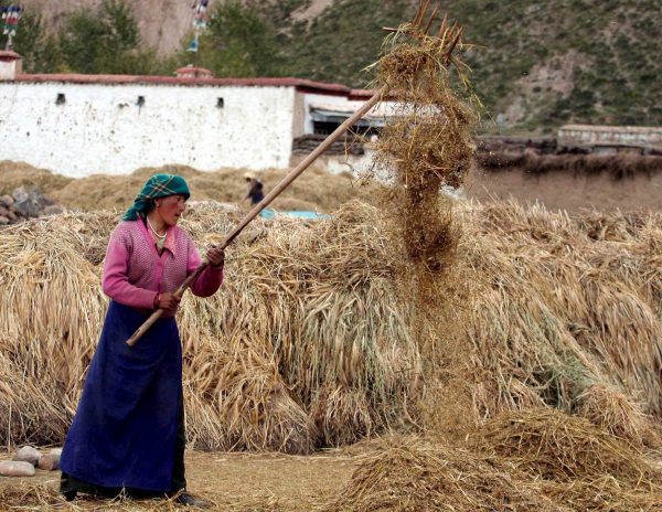 A Tibetan woman treshes the barley during harvest time in Mozhugongka county in suburb Lhasa in Tibet, Friday, 21 October 2005. (Photo: AAP)