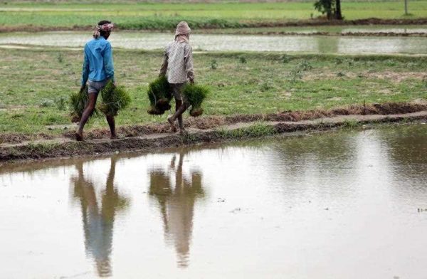Indian workers carry paddy seedlings for planting in a field at village Verka near Amritsar, India, 06 July 2015. (Photo: AAP)