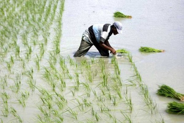 An Acehnesee farmer plants the rice crop on the rice field in a traditional way by hand in Aceh, Indonesia, 08 December 2015. (Photo: AAP)