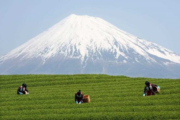 Japanese farmers picking tea leaves under the summit of Mount Fuji, in Shizuoka province, Japan. (Photo: AAP)