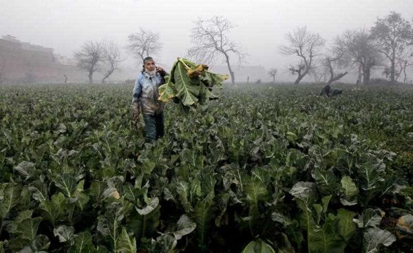 A farmer collects cauliflower harvested from a field on the outskirts of Peshawar, Pakistan, 24 January 2016. (Photo: AAP).