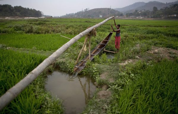 35 year old Indian farmer Niren Das manually irrigates his paddy field on the outskirts of Gauhati, India. About 60 per cent of India’s population works in the agriculture sector. (Photo: AAP).