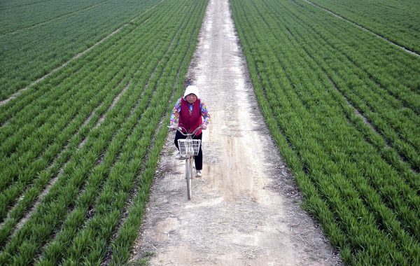 A farmer rides a bicycle along a small alley between wheat fields in Chiping county, Shandong province, 24 March 2014. (Photo: Reuters)