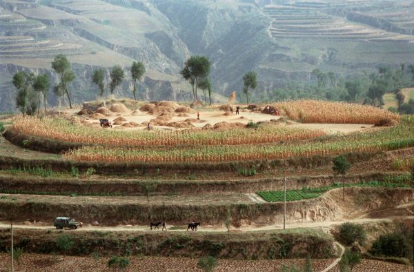 Chinese farmers toss grain into the air to separate kernels from chaff on the top of a hillock in Pianguan county on the Loess Plateau in Shanxi Province. Soil erosion in Shanxi is the most serious in all of China. By the turn of this century, the natural vegetation cover on the Loess Plateau had decreased to 10 percent. After decades of piecemeal attempts at tree-planting, the Chinese government is moving to tackle deforestation systematically with the help of multilateral agencies. Farmers now borrow soft loans from the World Bank to terrace inclines of less than 20 degrees for planting cereal grains while steeper slopes are planted with reinforcing shrubs and trees. (Picture: Reuters)