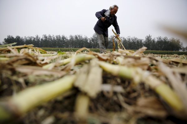 A farmer works in a corn field where a harvester is used to reap corn at a farm in Gaocheng, Hebei province, China. (Photo: Reuters/Kim Kyung-Hoon).