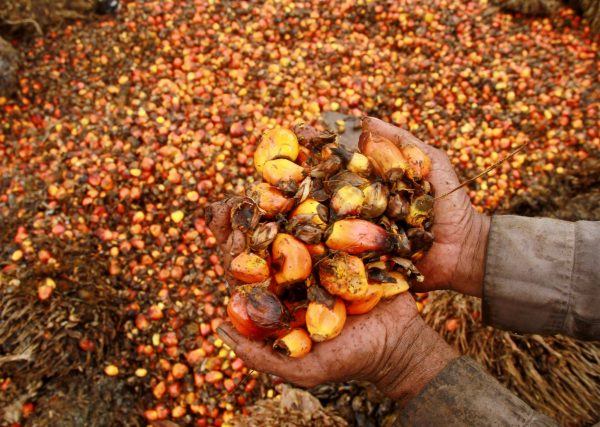 A worker shows palm oil fruits at palm oil plantation in Topoyo village in Mamuju, Sulawesi Island, Indonesia, 25 March 2017 (Photo: Antara Foto/Akbar Tado/via Reuters).