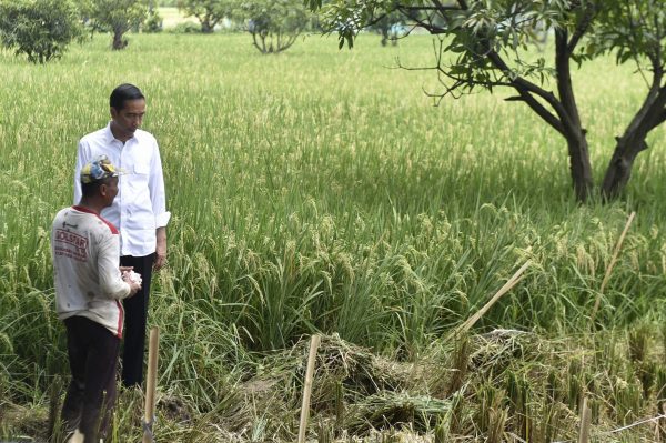 Indonesian President Joko Widodo chats with a farmer in a rice paddy field in Sumedang, West Java province, Indonesia on 17 March 2016. (Photo: Reuters/Puspa Perwitasari and Antara Foto).