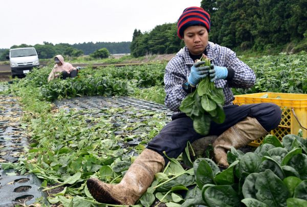 Workers from Thailand work at Green Leaf farm, in Showa Village, Gunma Prefecture, Japan, 6 June 6, 2018 (Photo: Reuters/Malcolm Foster).