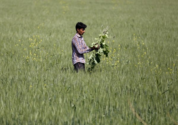 A farmer removes weeds from his wheat field in Upleta town, Gujarat, India (Photo: Reuters/Amit Dave).