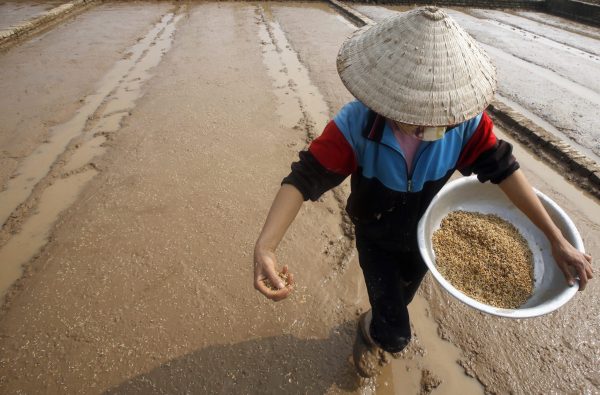 A farmer throws seeds to plant on a rice paddy field in Ngoc Nu village, south of Hanoi, January 2015 (Photo: Reuters/Kham).