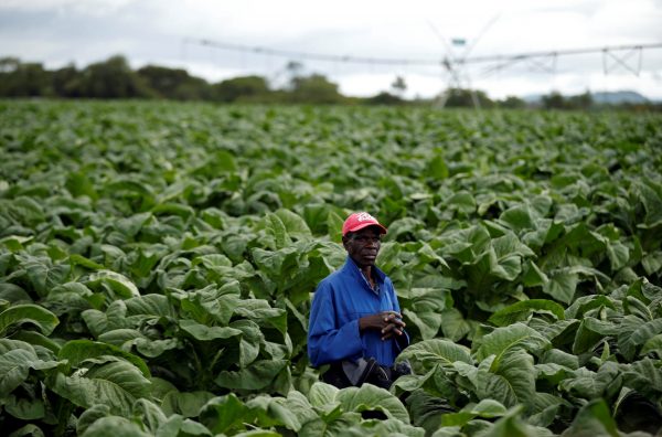 A farm worker looks on during the harvesting of tobacco at Dormervale farm east of Harare, Zimbabwe, 28 November 2017, (Photo: Reuters/Siphiwe Sibeko)