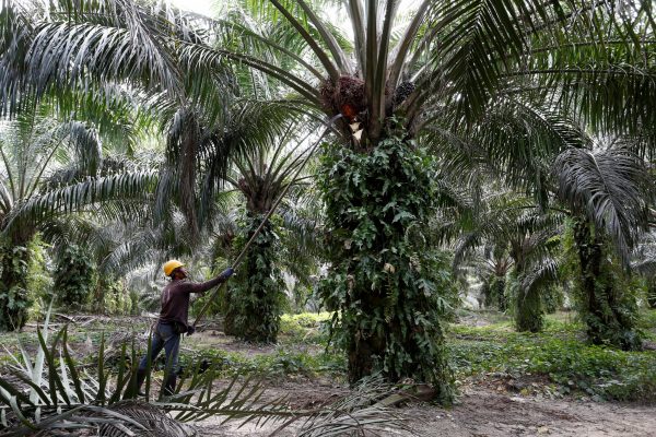 A worker collects palm oil fruits at a plantation in Bahau, Negeri Sembilan, Malaysia, 30 January 2019 (Photo: Reuters/Lai Seng Sin).