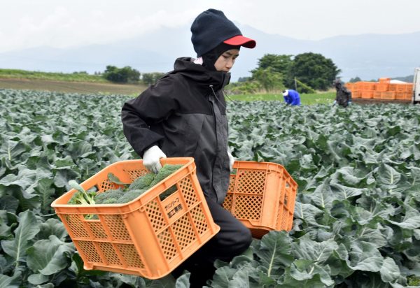 Workers from Thailand work at Green Leaf farm in Showa Village, Gunma Prefecture, Japan, 6 June 2018 (Photo: Reuters/Malcolm Foster).
