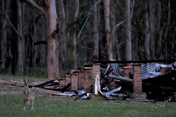 A kangaroo stands in front of the remains of a burnt down house, destroyed during the bushfire season, in the community of Wytaliba, New South Wales, Australia, 29 January 2020 (Photo: Reuters/Jorge Silva).