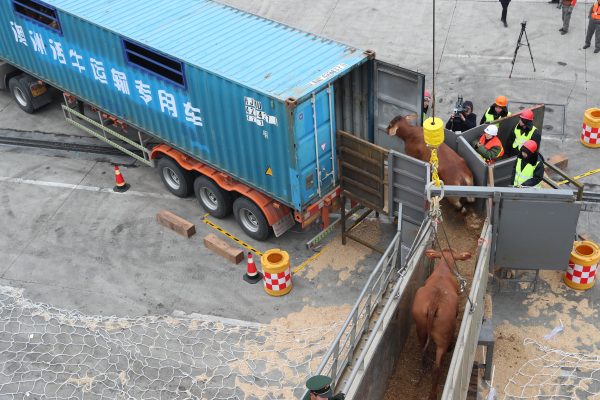 Beef cattle imported from Australia are being transported onto a truck at Zhoushan Port in Ningbo city, east China's Zhejiang province, 28 January 2018.