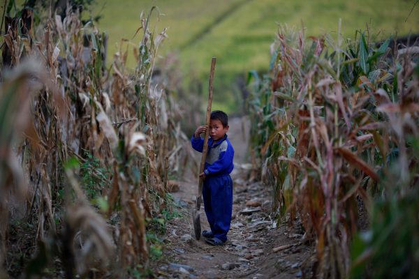 A North Korean boy holds a spade in a corn field in area damaged by recent floods and typhoons in the Soksa-Ri collective farm in the South Hwanghae province, North Korea.