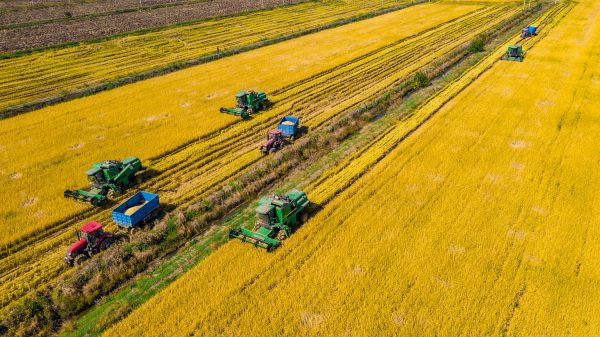 Hongze Lake Farm adopts large-scale agricultural machinery for rice harvesting and transportation in Sihong county, Suqian city, east China's Jiangsu province, 23 October 2020 (Photo: Reuters).