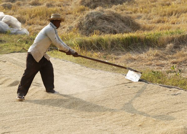 A man collects rice in a rice paddy field in Kandal province, 11 February, 2015 (Photo: Reuters/Samrang Pring).