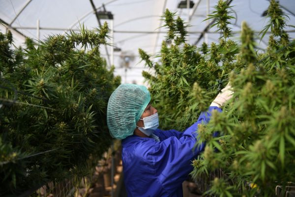 A worker inspects marijuana leaves and care for plants at the Rak Jang farm, one of the first farms that has been given permission by the Thai government to grow cannabis and sell products to medical facilities, Nakhon Ratchasima, Thailand, 28 March 2021 (Photo: Reuters/Chalinee Thirasupa).