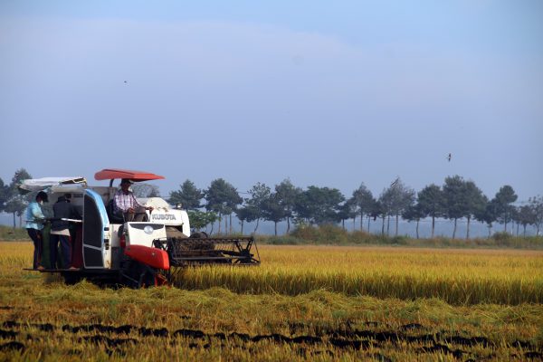 A winter rice harvest in An Nhut commune, Long Dien district, Vietnam, 7 January 2021. Vietnam made more than $3 billion exporting rice in 2020, according to the Vietnam Food Association (VFA), a year-on-year increase of more than 10 per cent (Photo: Reuters/Latin America News Agency).
