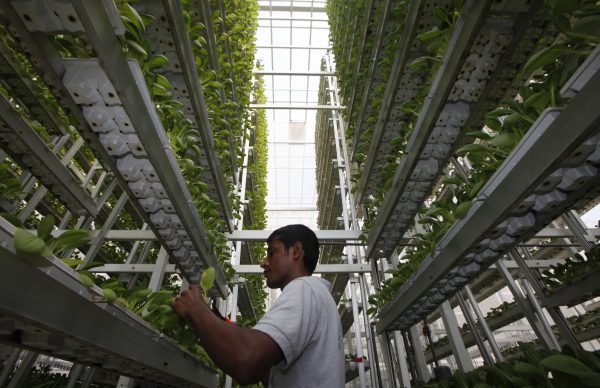 A worker harvests fresh produce from a tower at Sky Greens vertical farm in Singapore, 30 July 2014 (Photo: Reuters/Edgar Su)