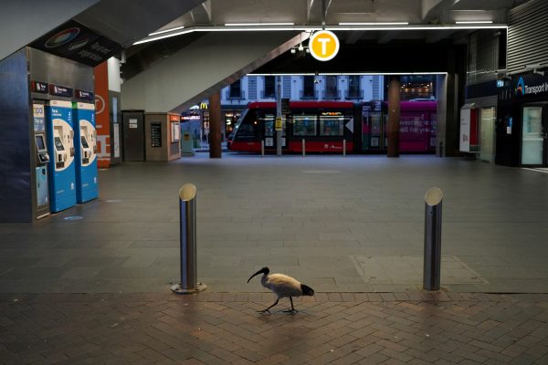 A lone bird walks past the quiet Circular Quay train station during lockdown in Sydney, Australia, 28 July 2021 (Photo: Reuters/Loren Elliott).