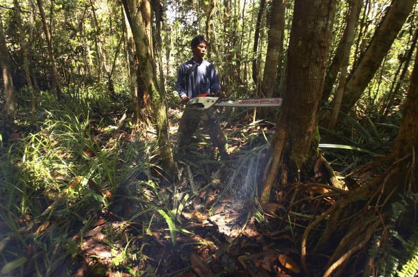 An illegal logger cuts down a tree to be turned into planks for construction in a forest south of Sampit in Kalimantan, Indonesia, 14 November 2010 (Photo: REUTERS/Yusuf Ahmad)