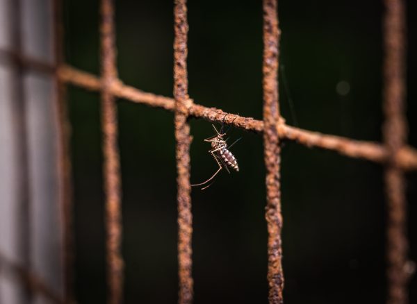 Female Anopheles mosquito (Anopheles stephensi) is sitting on the window net and mirror inside a house at Tehatta, West Bengal; India on 7 November 2021 (Photo by Soumyabrata Roy/NurPhoto via Reuters Connect)