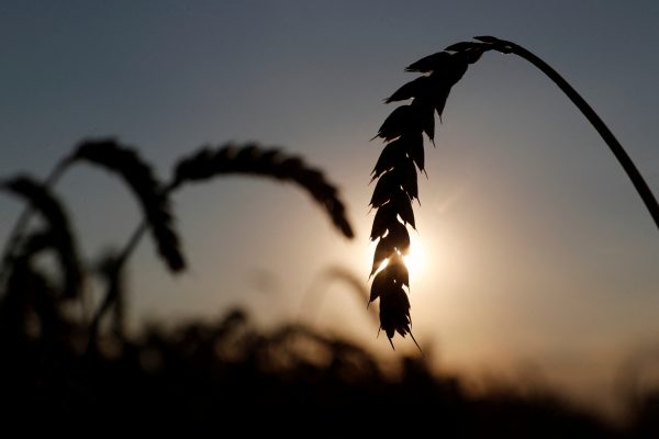 Ears of wheat are seen in a field near the village of Hrebeni in Kyiv region, Ukraine, 17 July 2020 (Photo: Reuters/Valentyn Ogirenko).