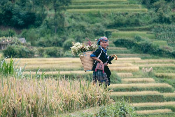 A woman selling flowers in the middle of the rice fields. Mu Cang Chai, Vietnam, 21 September, 2020 (Photo: Adrien Jean/Hans Lucas via Reuters).
