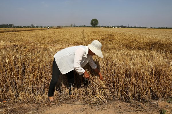 A farmer harvests wheat crop in Wei county of Handan, Hebei province, China, 11 June 2021 (Photo: Reuters/Tingshu Wang).