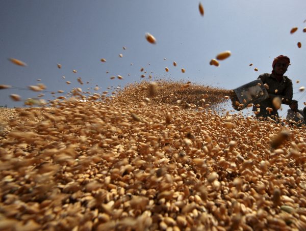A worker spreads wheat crop for drying at a wholesale grain market, Chandigarh, India 22 April 2015 (Photo: Reuters/Ajay Verma).
