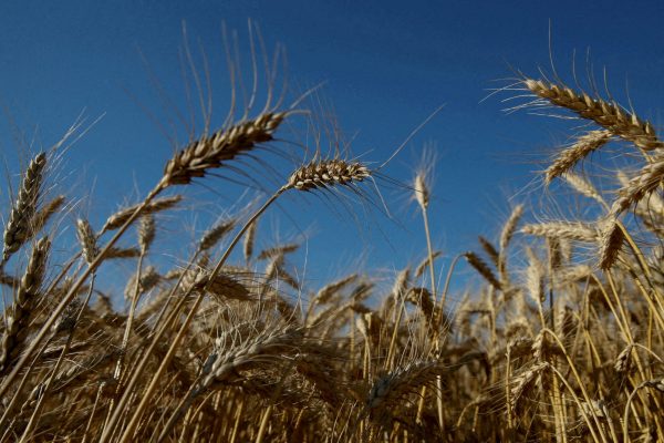 Ears of wheat are seen in a field near Zhovtneve, Ukraine, 14 July 2016 (Photo: Reuters/Valentyn Ogirenko).