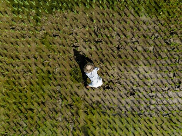 A worker works in the Tegalalang Rice Fields in the Ubud Region of Bali, Indonesia, 31 July 2022 (Robin Utrecht/ABACAPRESS.COM via Reuters Connect)