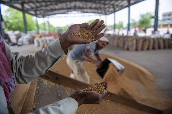 A worker handles a sample of wheat grain at Grain Market in Narela, New Delhi. India wheat export policy was modified on 13 May 2022 with a notification from India's Directorate General of Foreign Trade, New Delhi, India, 23 May 2022 (Photo: Pradeep Gaur/SOPA Images/Sipa USA via Reuters).