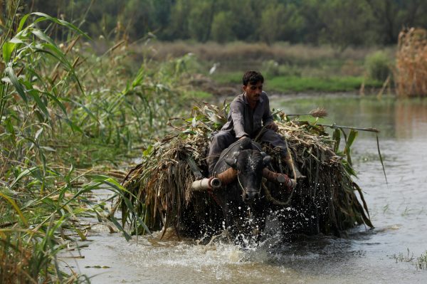 A man rides a buffalo cart while transporting green fodder amid flood water, following rains and floods during the monsoon season in Nowshera, Pakistan on 6 September 2022. (Photo: Reuters/Fayaz Aziz)
