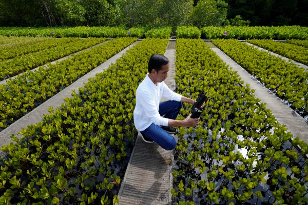 Indonesian President Joko Widodo plants a tree at the Taman Hutan Raya Ngurah Rai Mangrove Forest, on the sidelines of the G20 summit meeting, 16 November 2022, in Denpasar, Bali, Indonesia (Photo: Reuters/Alex Brandon).
