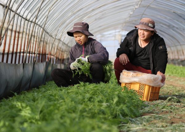 A technical intern trainee from foreign country gathers vegetable with his instructor, Hokota City, Japan, 13 December 2021 (Photo: Reuters/The Yomiuri Shimbun).