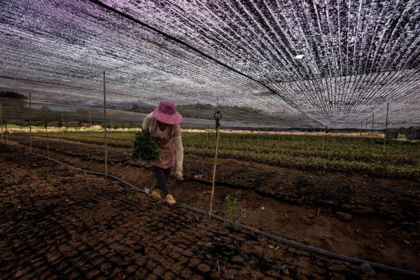 A woman picks weeds from a field that is covered by a net to protect the crops from direct sunlight as the region experiences a drought outside Jiujiang city, Jiangxi province, China, 27 August 2022 (Photo: Reuters/Thomas Peter)