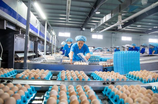 A worker sorts fresh eggs at an intelligent production line in Hai 'an City, Jiangsu Province, China, 30 May 2023 (Photo: Reuters/Costfoto/NurPhoto)
