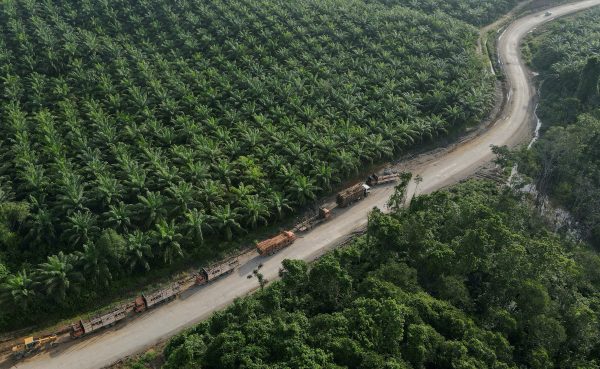 Trucks are seen near a palm oil plantation at a village located near Nusantara National Capital, in Sepaku, East Kalimantan province, Indonesia, 8 March 2023. (Photo: REUTERS/Willy Kurniawan)