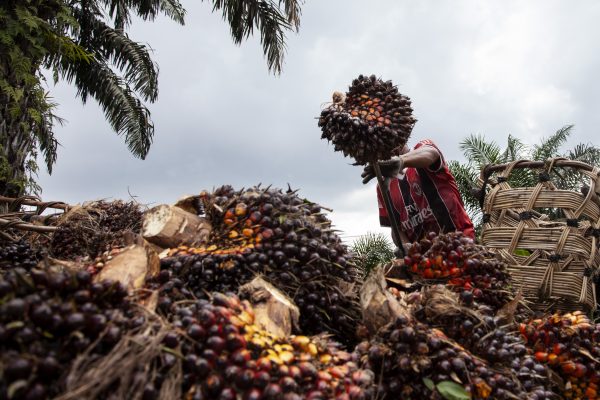 Workers harvest oil palm in an oil palm plantation in the Jambi region, Sumatra, 29 June 2023 (Photo: Reuters/Aditya Irawan).