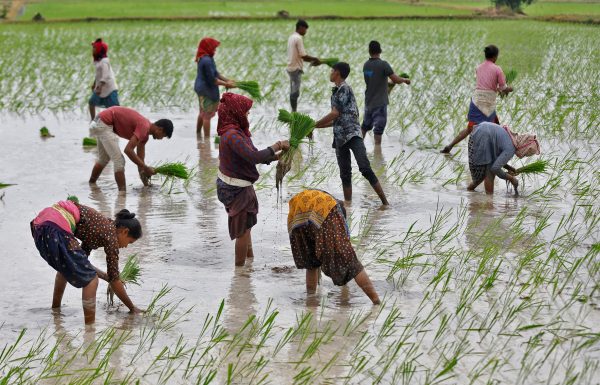 Farm labourers plant rice saplings in a field on the outskirts of Ahmedabad, India, 21 July 2023 (Photo: Reuters/Amit Dave).