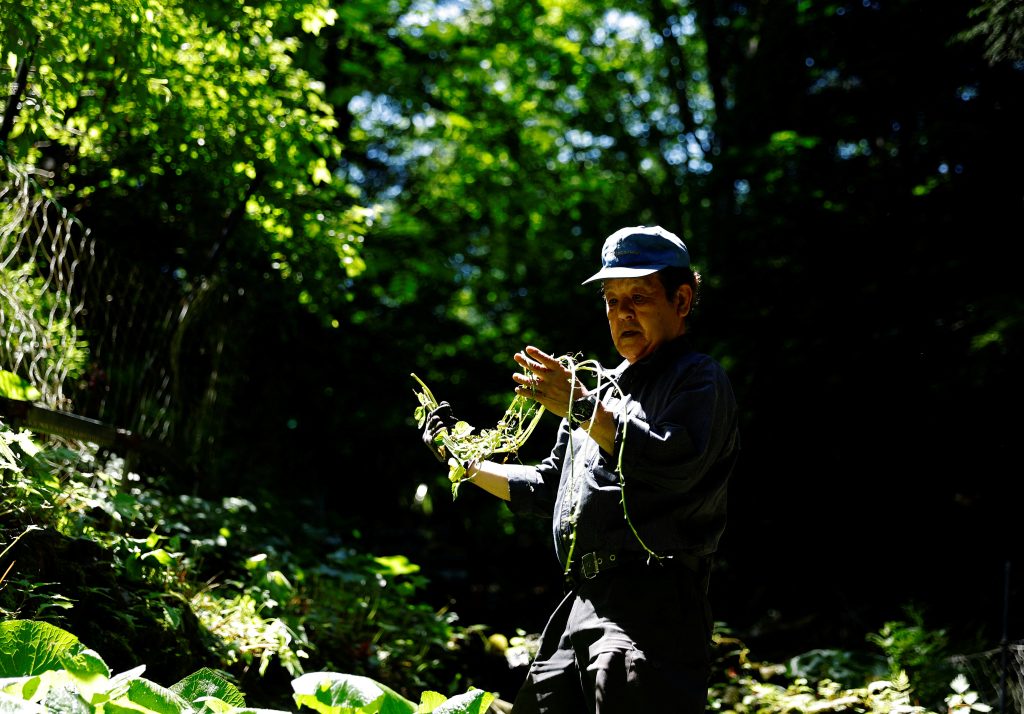 Wasabi farmer Masahiro Hoshina looks at wasabi seeds to check their growth pace in his farm in Okutama town, Tokyo, Japan, 30 May 2022 (Photo: Kim Kyung-Hoon/Reuters).